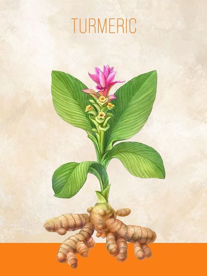 Turmeric, with its vibrant flower and powerful rhizome, is a cornerstone of Ayurvedic medicine for its anti-inflammatory properties.