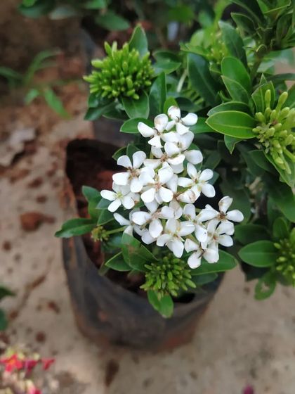 This is a lovely white flowering shrub, shown here in its nursery bag. We choose plants that are healthy and just about to bloom for maximum impact in your garden.