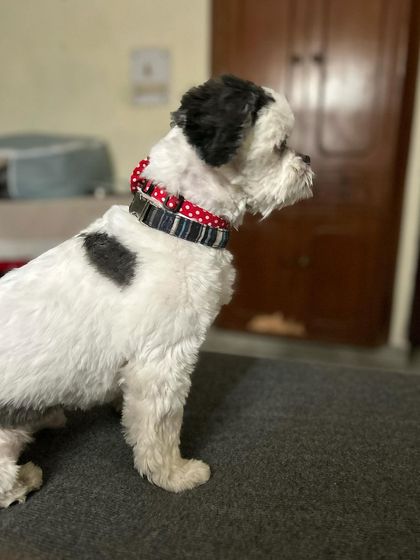 Another angle of Casper on his first day. He's curious and engaged, which are great signs that he's settling in well.
