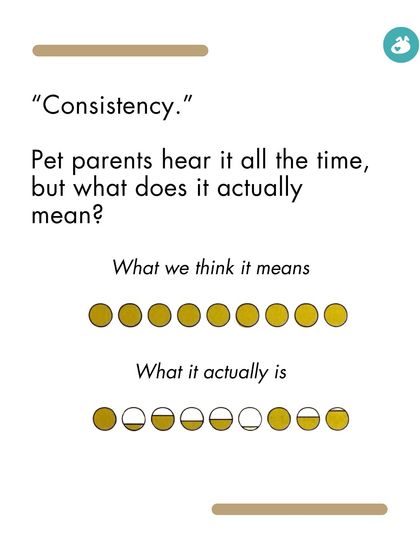 The Pack - Online Pet Parent Community Additional Resources & Updates photo 7