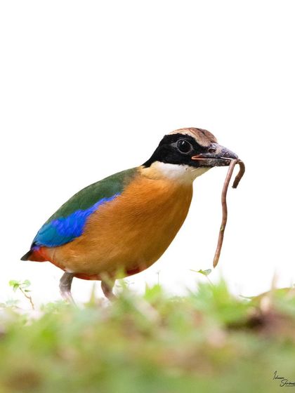 This Blue Winged Pitta was surprisingly cooperative, allowing me to get low and use the sky as a backdrop. This high-key shot captures it with a worm, showcasing its vibrant colors against a clean, distraction-free background.