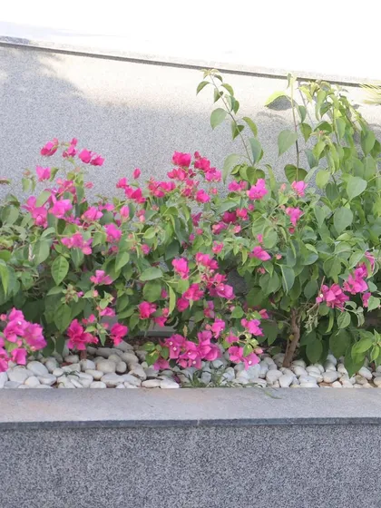 A close-up of a planter bed filled with vibrant pink bougainvillea and edged with white river stones. This detail adds color and a clean finish to the terrace design.