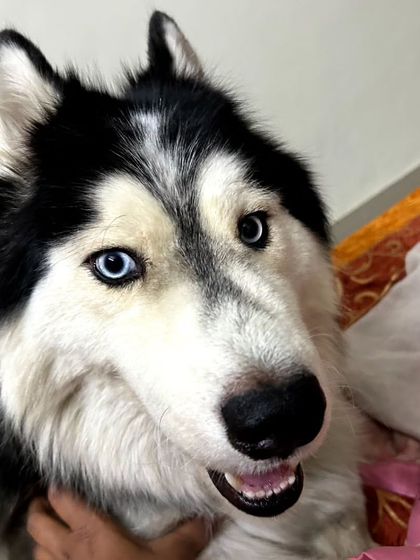 These additional photos showcase the variety of wonderful dogs I have the pleasure of caring for, each with their own unique charm and personality. From playful moments to quiet cuddles, every interaction is special.