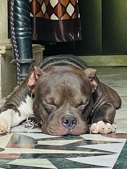 Even a king needs his beauty sleep. Sultan completely passed out on the cool floor indoors. It shows how comfortable and safe he feels in his home.