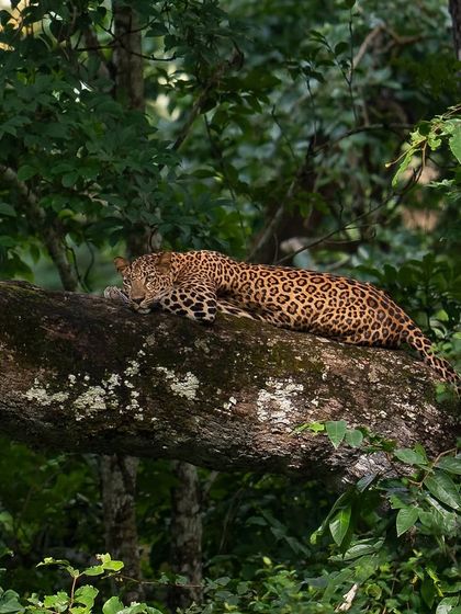 A leopard rests on a thick, moss-covered branch, almost invisible in the dense foliage. Learning to spot these masters of camouflage is a skill we practice and perfect on every safari.