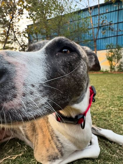 When you have a big nose and take a selfie. This Greyhound has mastered the art of the close-up.
