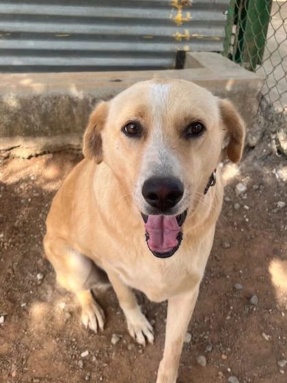 Cupa - Pet Adoption, Fostering & Sponsorship Shelter Life: Just For Smiles photo 12