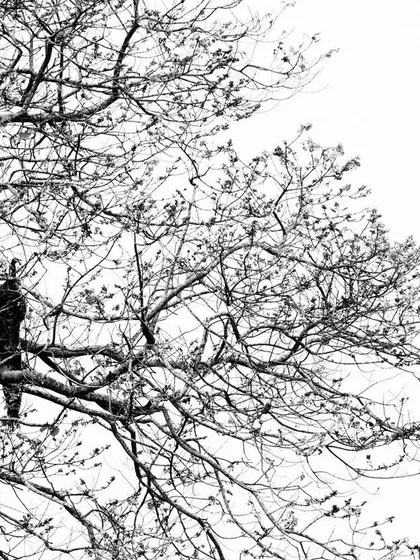 A lone bird sits in a sprawling, leafless tree in Manas National Park. This black and white image is about finding a single point of calm and focus in a chaotic frame.