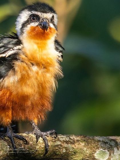 A fledgling Collared Falconet, looking fluffy and fierce.
