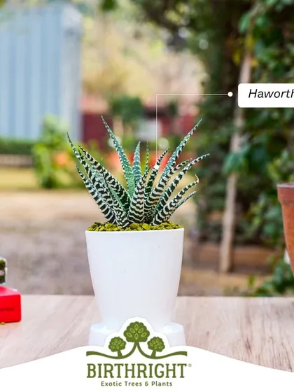 The striking stripes of the Haworthia, or Zebra Plant, make it a popular and charming choice for any succulent lover.