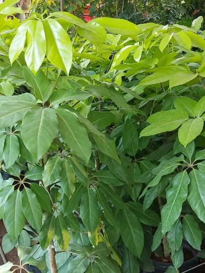 A collection of young Schefflera plants, perfect for growing into large specimens or using as lush filler plants in a garden bed.
