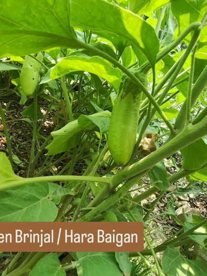 A young green brinjal, or hara baigan, growing on a healthy plant. Homegrown brinjals have a superior taste and texture compared to store-bought ones.