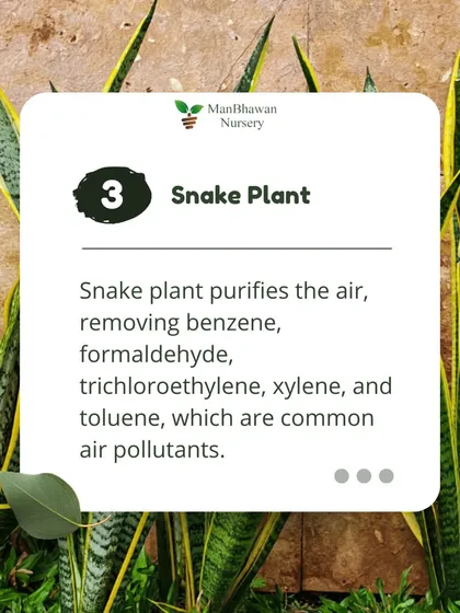 Another look at the powerful Snake Plant, which purifies the air by removing harmful chemicals like benzene, formaldehyde, and xylene, which are common indoor air pollutants.