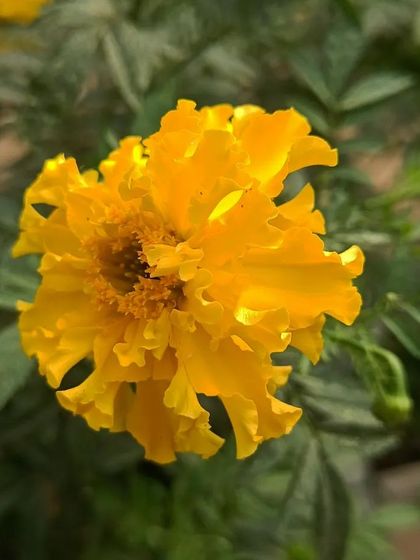 A gallery of the many different flowers I have successfully grown, showing a wide range of colors and types.