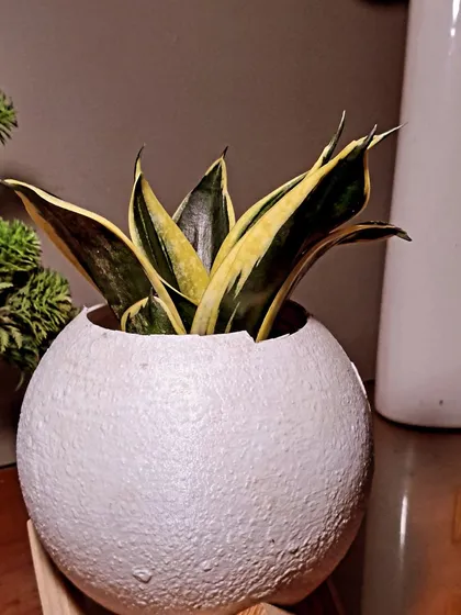 Another look at this compact and stylish indoor plant.