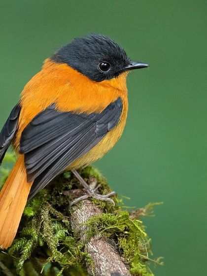 A male Black-and-orange Flycatcher, a tiny but brilliantly colored bird endemic to the hills of Southern India.