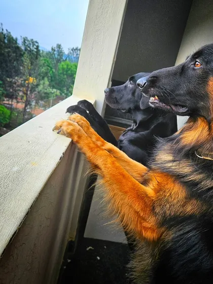 This is the 'ghar jaisa feel' I promise. Boarders like Odo the Black Lab and my own Duggu enjoying the balcony view, just like they would in their own home. My place is cage-free, where dogs can relax and just be dogs.