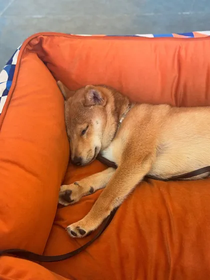 Aiko taking a well-deserved nap after a long day of learning and playing.