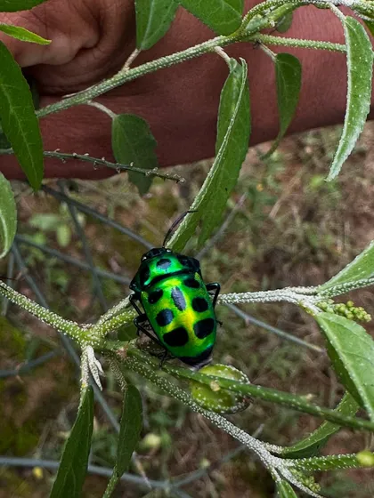 The return of the Jewel Beetle is a sign that our ecosystem is healing. This dazzling insect, seen here on a native plant, is a key part of a healthy habitat. Its presence is a beautiful indicator of the success of our native species plantation drives.