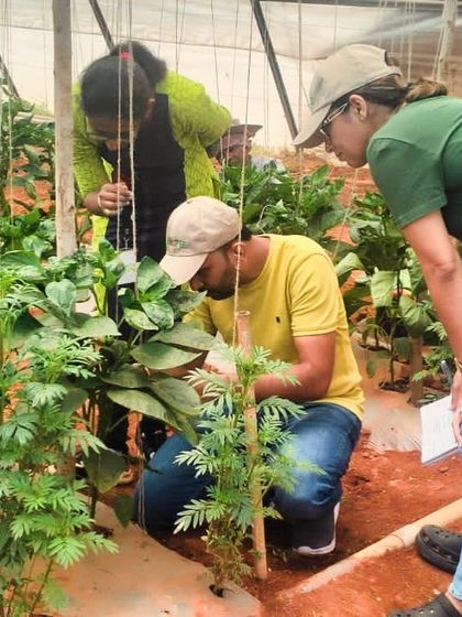 Trainees from our June 2024 hydroponics program engaged in a practical session, learning about pest management and plant health in a nethouse environment.