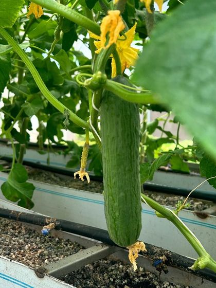 More shots of our cucumbers, from tiny starters to full-sized and ready to harvest.