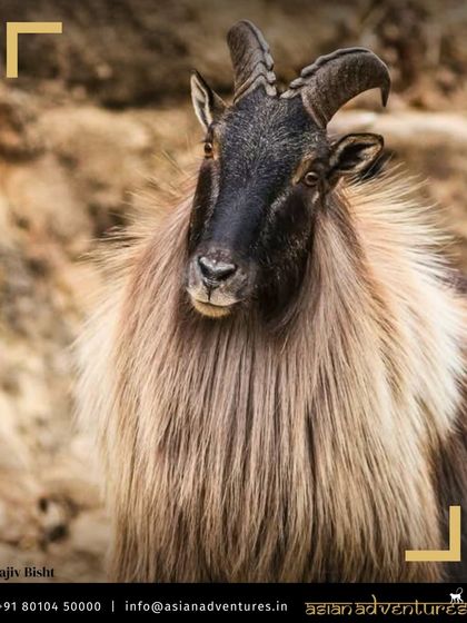 Himalayan Expeditions: Birds & Snow Leopards photo 5