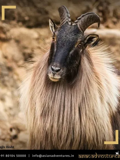 A majestic Himalayan Tahr, with its thick, shaggy coat, stands proudly in the mountains of Chopta. These sure-footed mountain goats are a common and impressive sight on our Himalayan treks.