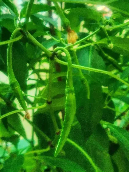 Close-up of green chillies on the vine, a staple in any Indian kitchen garden.