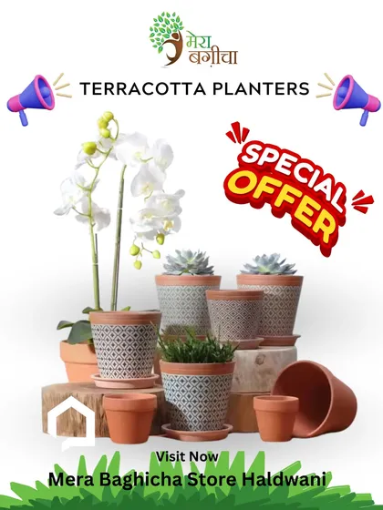 I offer a wide variety of terracotta planters, from simple, classic pots to those with detailed geometric patterns. This image shows a selection of the styles available at my Haldwani store, perfect for any plant and decor theme.