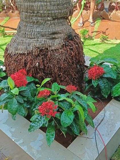 Bright red Ixora flowers provide a vibrant splash of color in this custom-built planter, contrasting beautifully with the green lawn.
