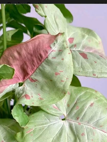 A close-up of the pink and green variegation on a Syngonium leaf. Each leaf is unique, like a small painting.