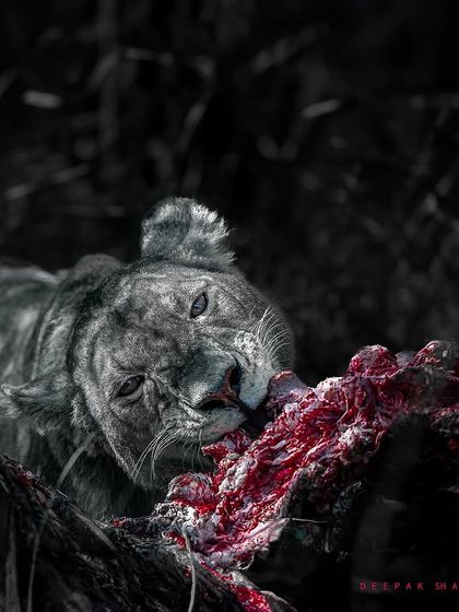 Ferocity. This is a raw and powerful image of survival. The selective color is used to create a dramatic, visceral impact, showing the brutal reality of life and death in the wild.