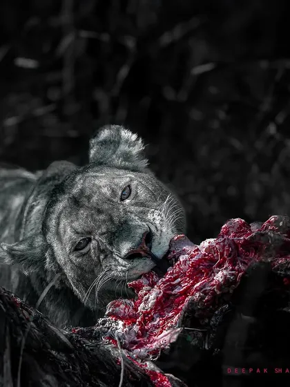 This gallery further explores the power of monochrome. Each image uses the absence of color to highlight different elements: the raw emotion of a hunt, the quiet dignity of a portrait, or the dramatic textures of the wild.