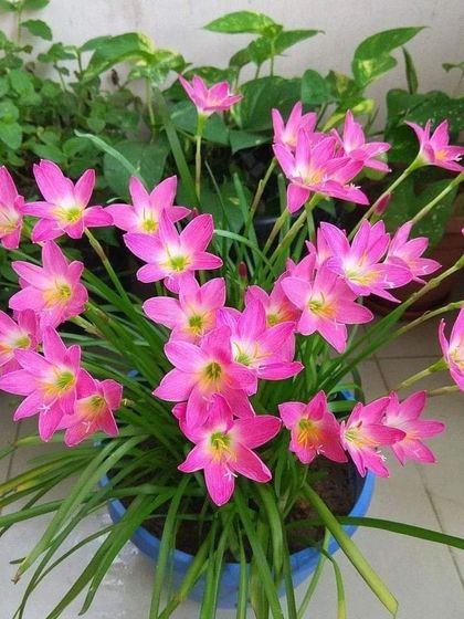 Pink Rain Lilies in a blue pot create a stunning color combination. These hardy plants produce beautiful star-shaped flowers that will brighten any balcony or garden.