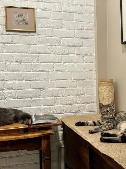 Noor and Muezza relaxing in their foster home. They are well-behaved indoor cats who are used to living in a calm environment.
