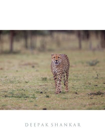 Framed as a fine art piece, this cheetah's graceful walk becomes a timeless portrait of one of nature's most perfect designs for speed and elegance.