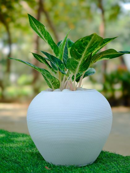 Pots, Planters & Stands photo 10