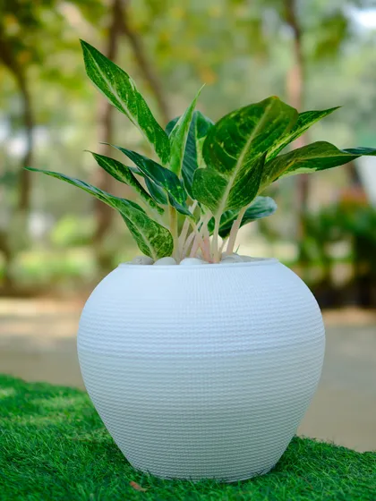 This round, white planter has a woven texture, adding a soft and tactile element to the design. It's pictured here with a Chinese Evergreen, a hardy plant that looks beautiful both indoors and out.
