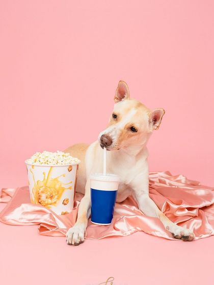 Rohit - Commercial Pet Product Photography Creative & Themed Campaigns photo 8