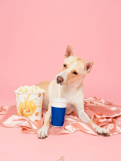 Who's ready for a movie night? I set up this fun "Netflix and chill" scene with popcorn and a drink for this cute pup. Themed shoots like this are a playful way for brands to create content that resonates with what their audience loves to do.