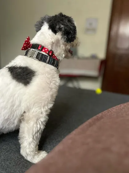 Casper, looking sharp in his bow-tie collar, surveys his new holiday home from the comfort of the sofa.