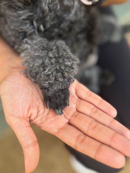 A tiny paw in hand. We're absolutely mutts about little Mango.