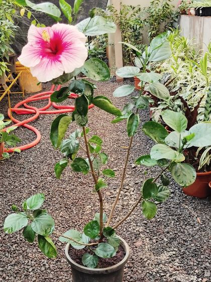 Plants for Every Home photo 15