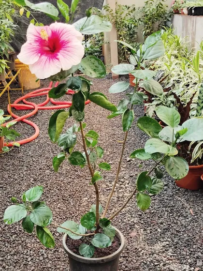 A magnificent Hibiscus bloom in a lovely shade of pink and white. These tropical flowers bring an instant touch of paradise to your outdoor garden.