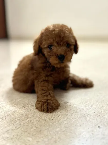 **ADOPTED!** This adorable 44-day-old Poodle puppy found a loving home. We often help with independent adoption appeals when families are unable to keep a pet due to unforeseen circumstances.