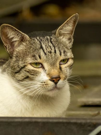 A close-up portrait of a beautiful tabby cat. The expression is one of calm and slight disdain, a look that cat owners know and love all too well.