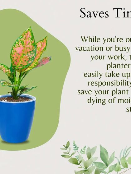 Self-watering planters save you time. Whether you're on vacation or just busy with work, these pots take up the responsibility of watering, saving your plant from dying of moisture stress.