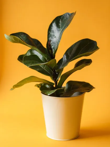 A Fiddle Leaf Fig (Ficus lyrata) in a simple pot. This is one of the most sought-after indoor plants, known for its large, violin-shaped leaves that make a bold architectural statement.