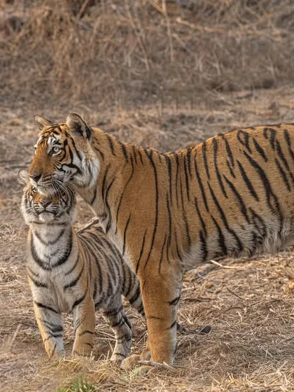 Another touching moment between Arrowhead and her cub. The nuzzling and physical contact are powerful indicators of their strong bond.