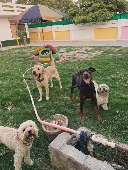 The gang's all here, including a fluffy Poodle mix. I love the variety of personalities.